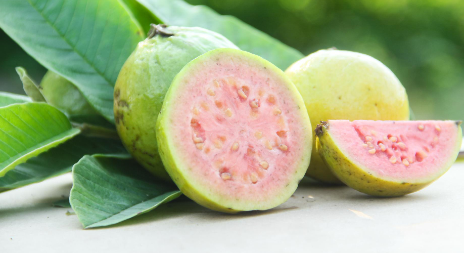 jambu biji